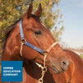 Classic Nylon Hybrid Halter